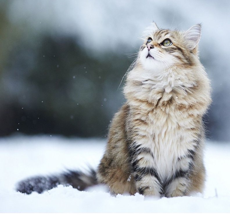 snowcat2.jpg