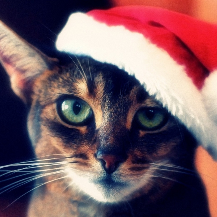 cat_tabby_face_hat_christmas_red_72672_2048x2048.jpg