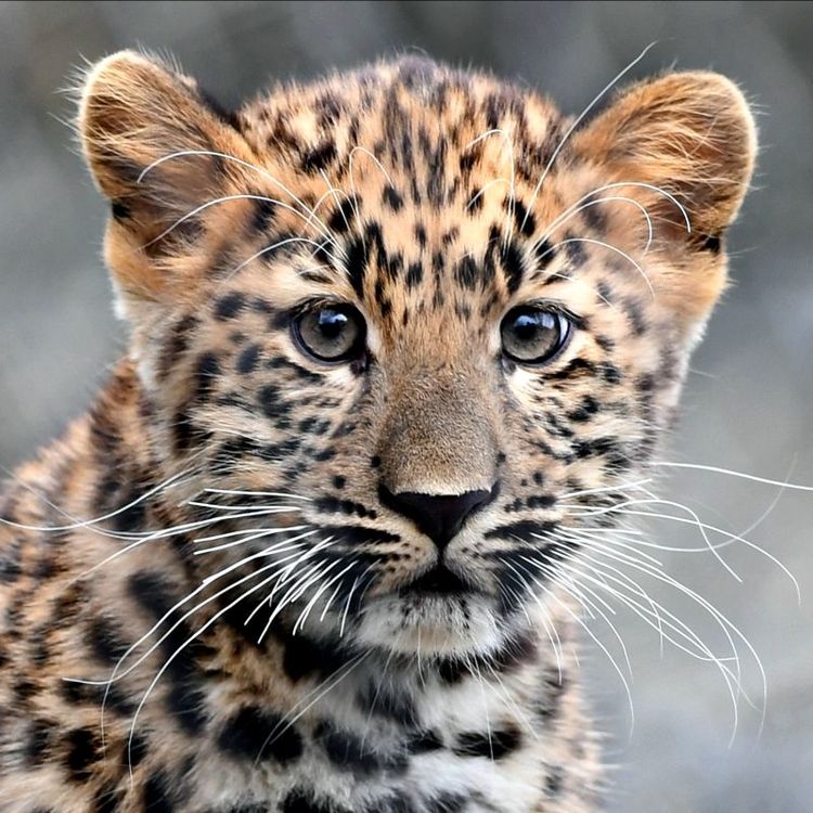 13148084_rare-leopard-cub-is-ready-for-playtime_tf43d3454.jpg