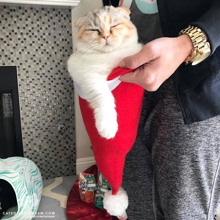 from-hello-luna-rose-the-best-christmas-presents-ever-catsofinstagram.jpeg