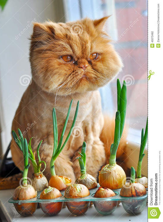 funny-cat-green-onions-red-45073482.jpg